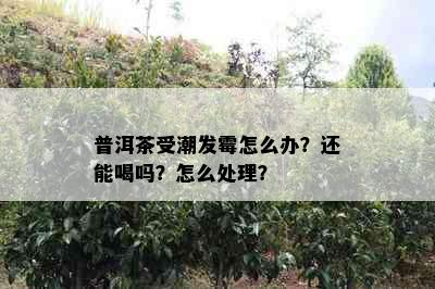 普洱茶受潮发霉怎么办？还能喝吗？怎么处理？