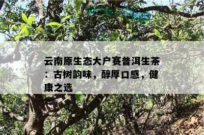 云南原生态大户赛普洱生茶：古树韵味，醇厚口感，健康之选