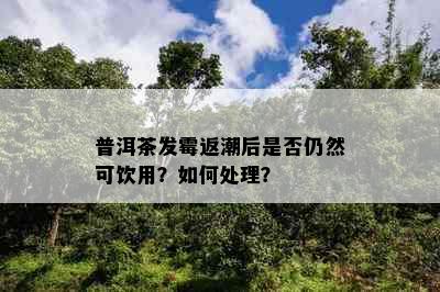 普洱茶发霉返潮后是否仍然可饮用？如何处理？