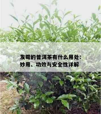 发霉的普洱茶有什么用处：妙用、功效与安全性详解