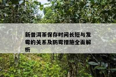 新普洱茶保存时间长短与发霉的关系及防霉措施全面解析