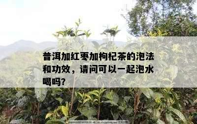 普洱加红枣加枸杞茶的泡法和功效，请问可以一起泡水喝吗？