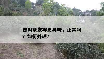 普洱茶发霉无异味，正常吗？如何处理？