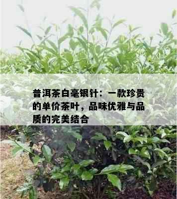 普洱茶白毫银针：一款珍贵的单价茶叶，品味优雅与品质的完美结合