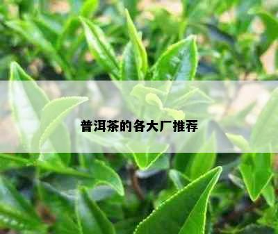 普洱茶的各大厂推荐