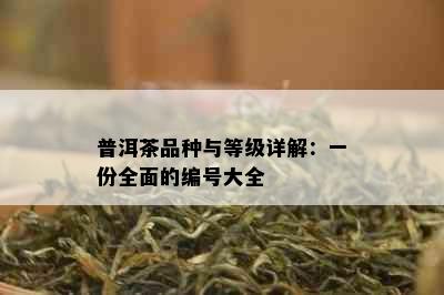 普洱茶品种与等级详解：一份全面的编号大全