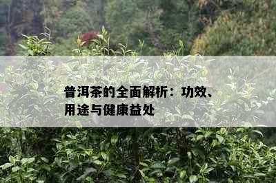 普洱茶的全面解析：功效、用途与健康益处