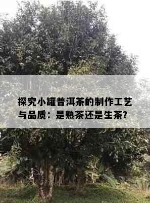 探究小罐普洱茶的制作工艺与品质：是熟茶还是生茶？