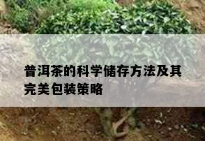 普洱茶的科学储存方法及其完美包装策略