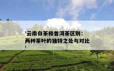 '云南白茶和普洱茶区别：两种茶叶的独特之处与对比'