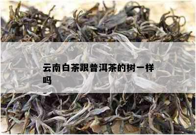 云南白茶跟普洱茶的树一样吗