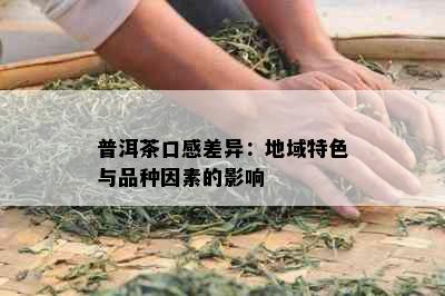 普洱茶口感差异：地域特色与品种因素的影响