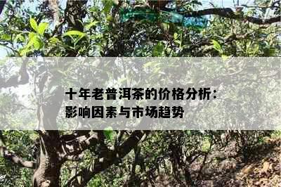 十年老普洱茶的价格分析：影响因素与市场趋势