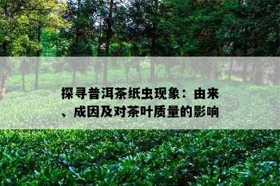 探寻普洱茶纸虫现象：由来、成因及对茶叶质量的影响