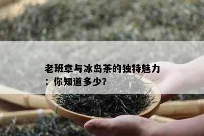 老班章与冰岛茶的独特魅力：你知道多少？