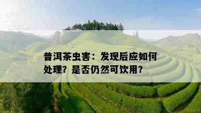 普洱茶虫害：发现后应如何处理？是否仍然可饮用？