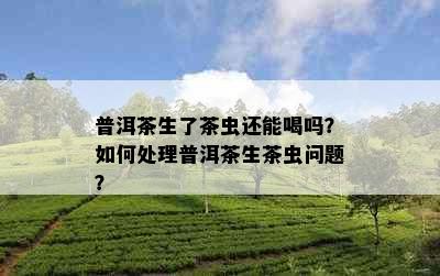 普洱茶生了茶虫还能喝吗？如何处理普洱茶生茶虫问题？