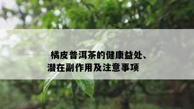  橘皮普洱茶的健康益处、潜在副作用及注意事项