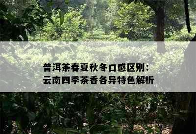 普洱茶春夏秋冬口感区别：云南四季茶香各异特色解析