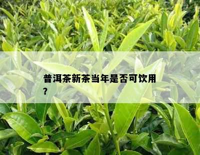 普洱茶新茶当年是否可饮用？