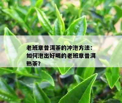 老班章普洱茶的冲泡方法：如何泡出好喝的老班章普洱熟茶？