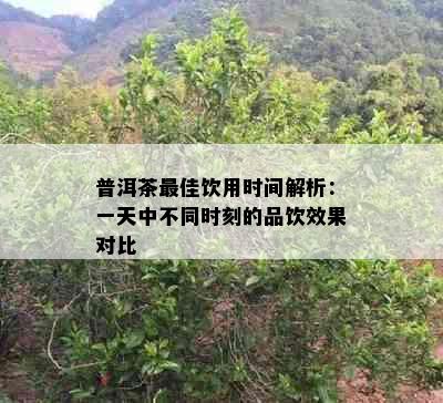 普洱茶更佳饮用时间解析：一天中不同时刻的品饮效果对比