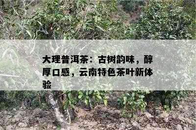 大理普洱茶：古树韵味，醇厚口感，云南特色茶叶新体验