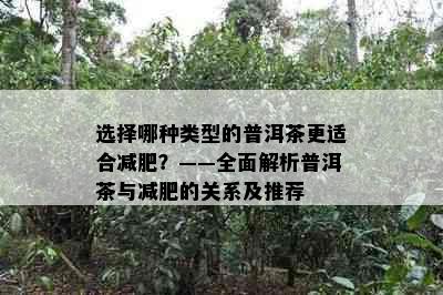 选择哪种类型的普洱茶更适合减肥？——全面解析普洱茶与减肥的关系及推荐