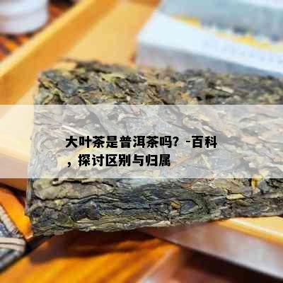 大叶茶是普洱茶吗？-百科，探讨区别与归属