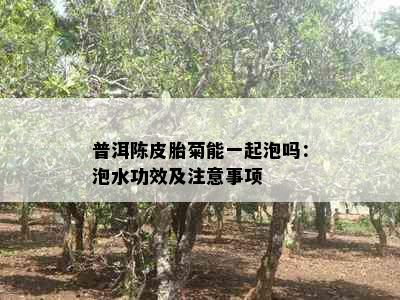 普洱陈皮胎菊能一起泡吗：泡水功效及注意事项