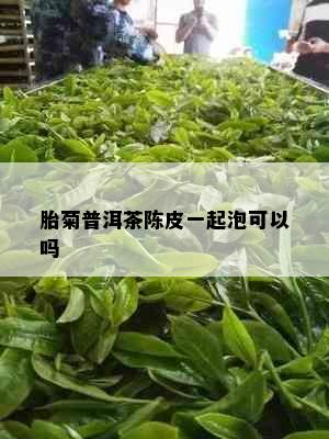 胎菊普洱茶陈皮一起泡可以吗