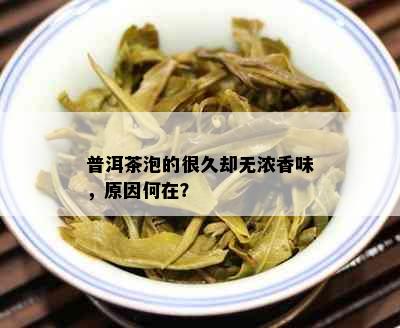 普洱茶泡的很久却无浓香味，原因何在？