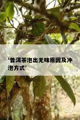 '普洱茶泡出无味原因及冲泡方式'