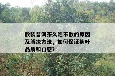 散装普洱茶久泡不散的原因及解决方法，如何保证茶叶品质和口感？