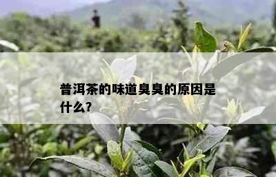 普洱茶的味道臭臭的原因是什么？