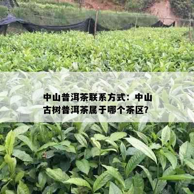 中山普洱茶联系方式：中山古树普洱茶属于哪个茶区？