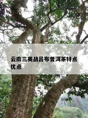 云南三英战吕布普洱茶特点优点