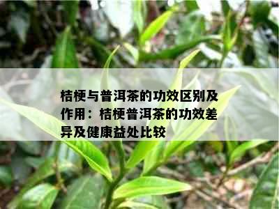 桔梗与普洱茶的功效区别及作用：桔梗普洱茶的功效差异及健康益处比较