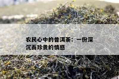 农民心中的普洱茶：一份深沉而珍贵的情感