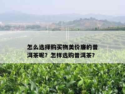 怎么选择购买物美价廉的普洱茶呢？怎样选购普洱茶？