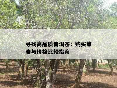 寻找高品质普洱茶：购买策略与价格比较指南