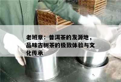 老班章：普洱茶的发源地，品味古树茶的极致体验与文化传承