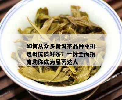 如何从众多普洱茶品种中挑选出优质好茶？一份全面指南助你成为品茗达人