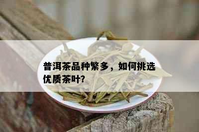 普洱茶品种繁多，如何挑选优质茶叶？