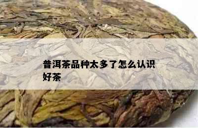 普洱茶品种太多了怎么认识好茶