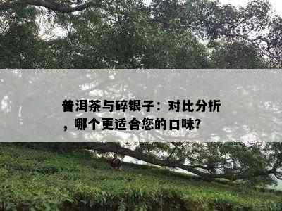 普洱茶与碎银子：对比分析，哪个更适合您的口味？