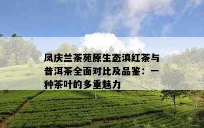 凤庆兰茶苑原生态滇红茶与普洱茶全面对比及品鉴：一种茶叶的多重魅力