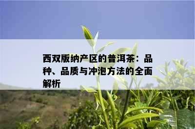 西双版纳产区的普洱茶：品种、品质与冲泡方法的全面解析