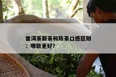 普洱茶新茶和陈茶口感区别：哪款更好？