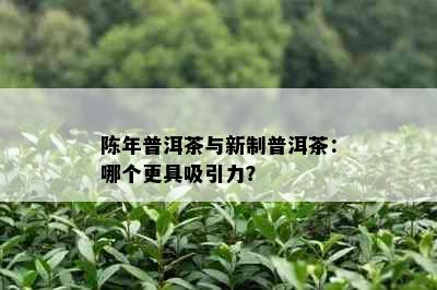 陈年普洱茶与新制普洱茶：哪个更具吸引力？